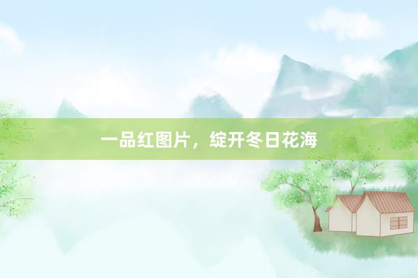 一品红图片，绽开冬日花海